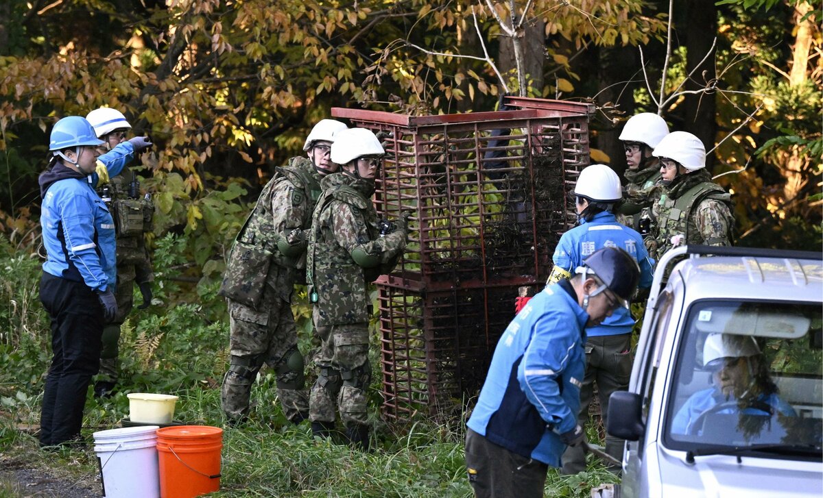 Japan's defense force begins helping tackle bear problem