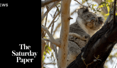 Starvation threatens koalas on French Island