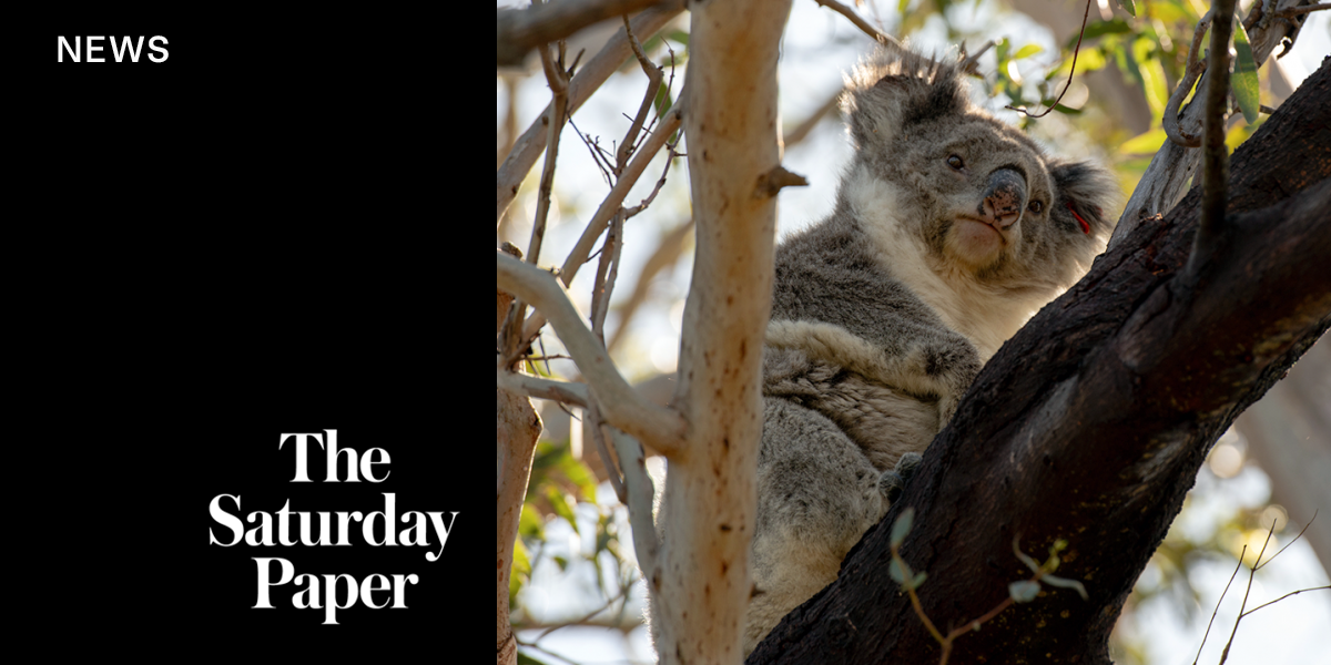 Starvation threatens koalas on French Island