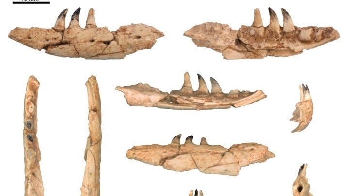 Komodo Dragon Thessaloniki