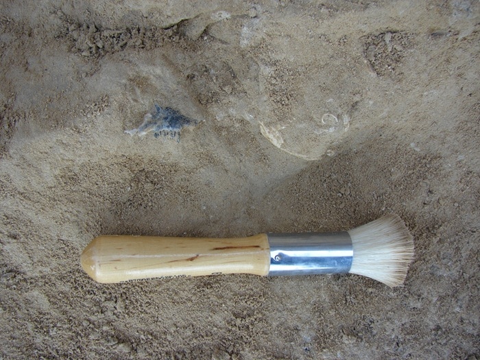 Komodo Dragon Thessaloniki