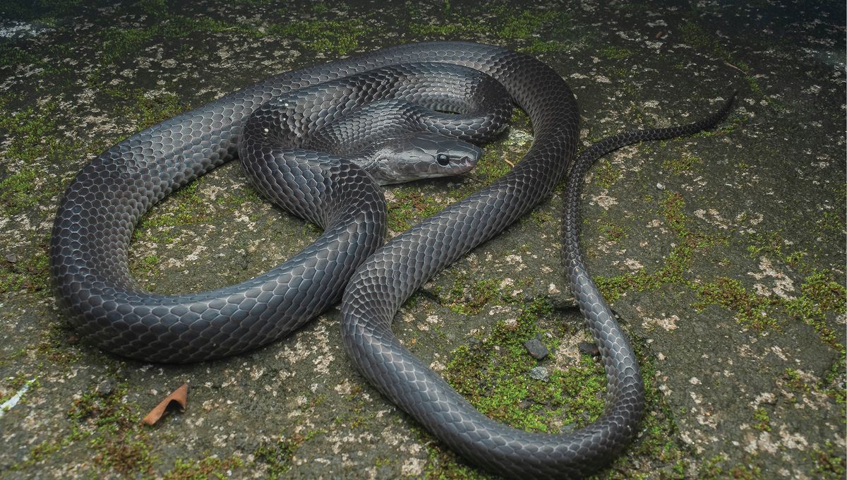 New Shiny Black Wolf Snake Species Discovered In Nicobar Islands Is Named After Steve Irwin
