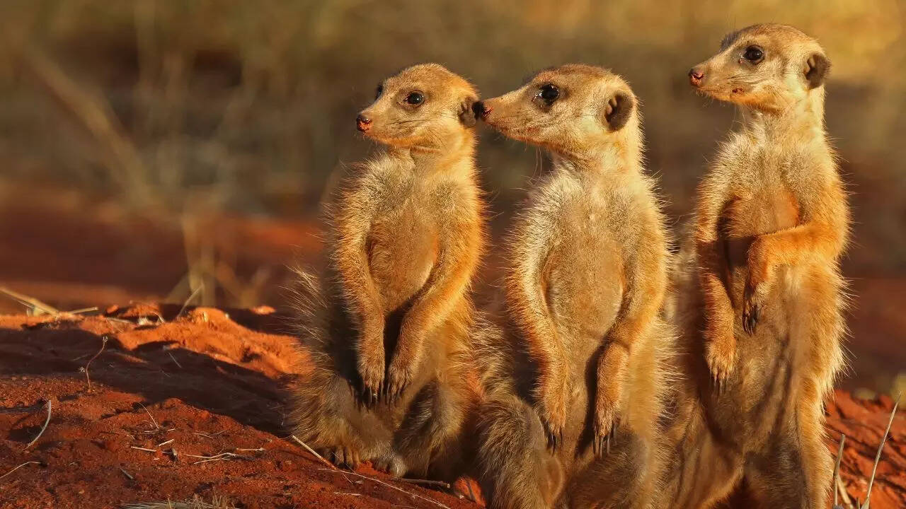 Meerkats