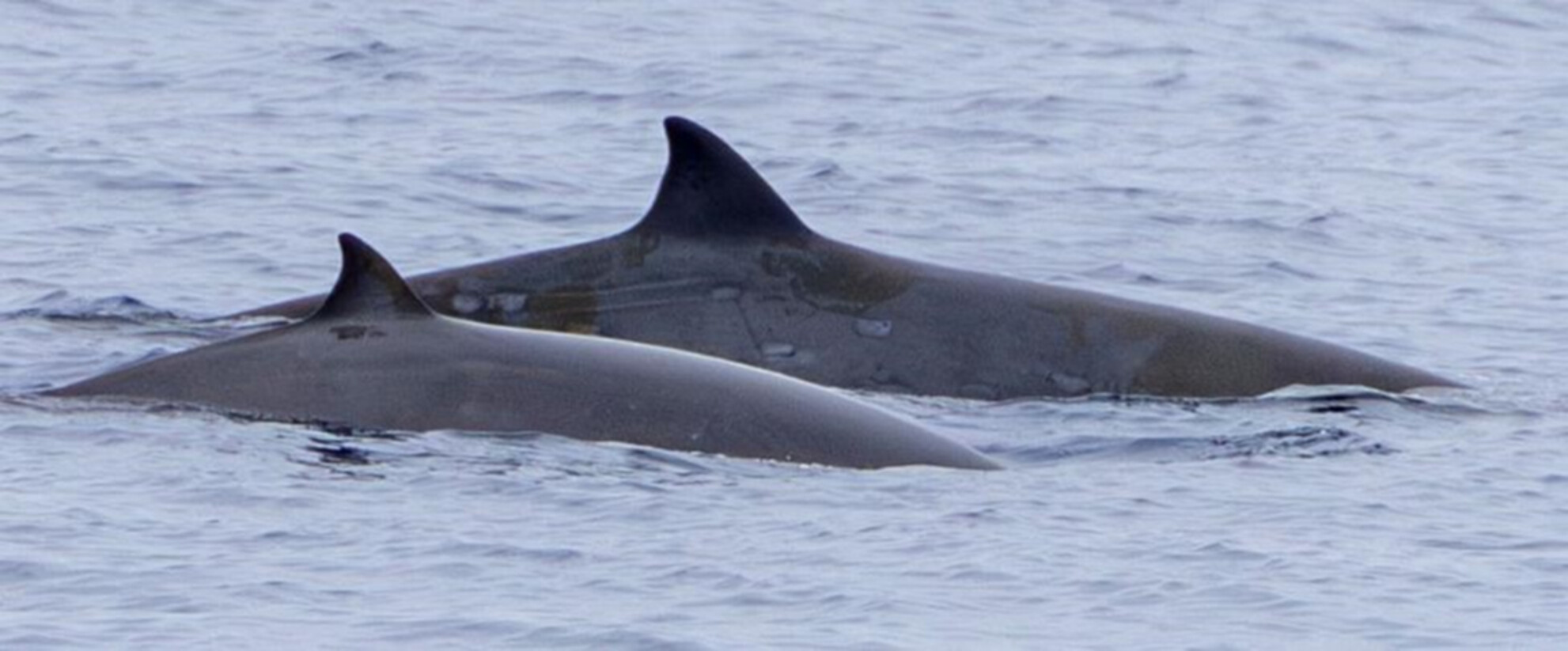 An adult female gingko-toothed beaked whale swimming with a calf. An adult female gingko-toothed beaked whale swimming with a calf.