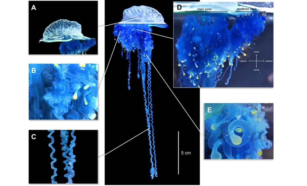 Morphological Characteristics Of Physalia Mikazuki Sp. Nov. Collected From Gamo Beach (a) Lateral View Of The Pneumatophore With A Well Defined Wrinkled Crest And Transparent, Sail Shaped Float.;