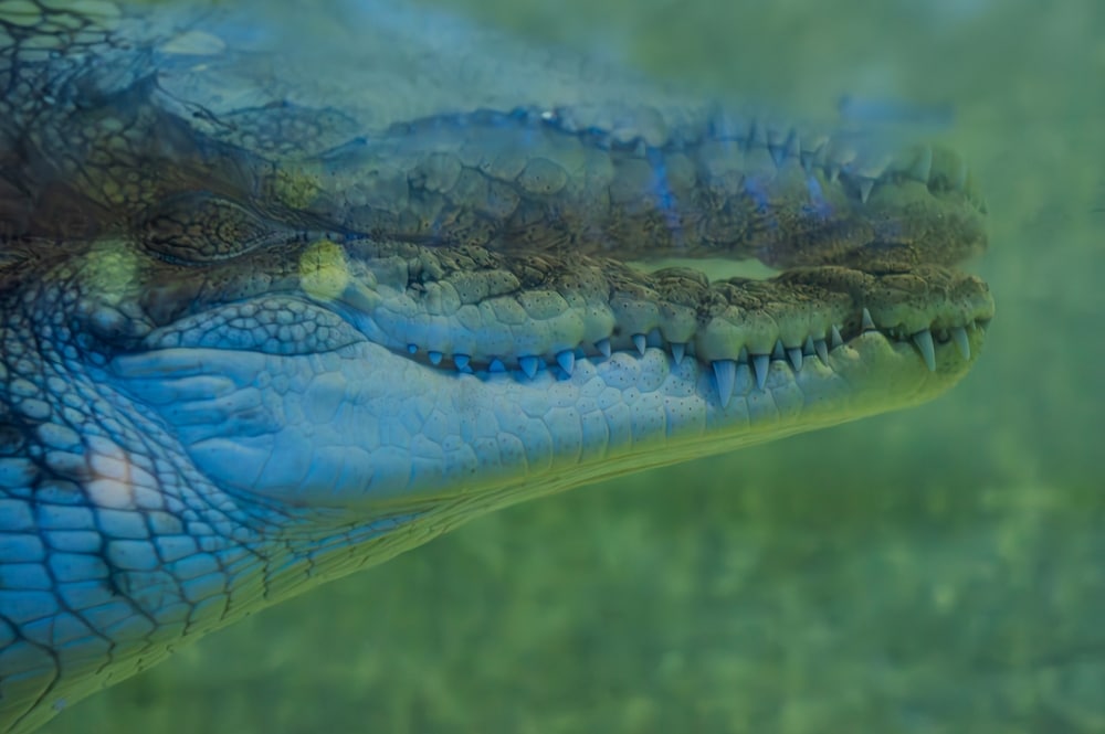 Nile Crocodile