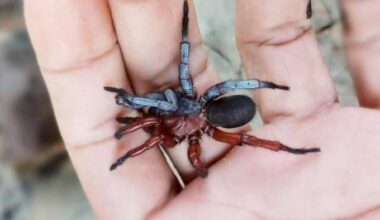 One Of The Newly Discovered Spider Was Female (orange) On The Left Side And Male (blue Grey) On The Right Side, A Rare Condition Known As Bilateral Gynandromorphism