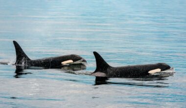 An Orca Birth Has Been Captured On Camera In The Wild For The First Time