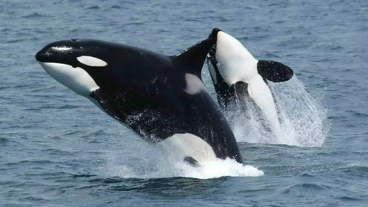 Orcas
