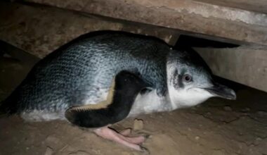 Noisy penguins causing sleepless nights