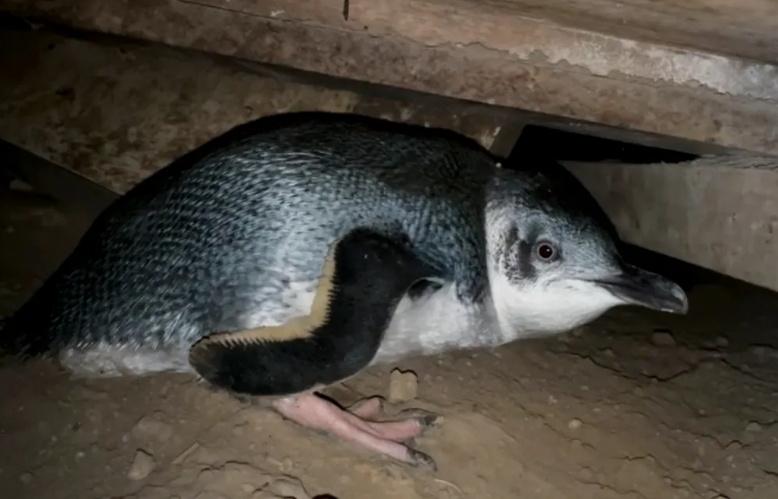 Noisy penguins causing sleepless nights