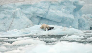 Polar bear on sea ice hunting a seal, Nunavut and Northwest Territories, Canada, North America