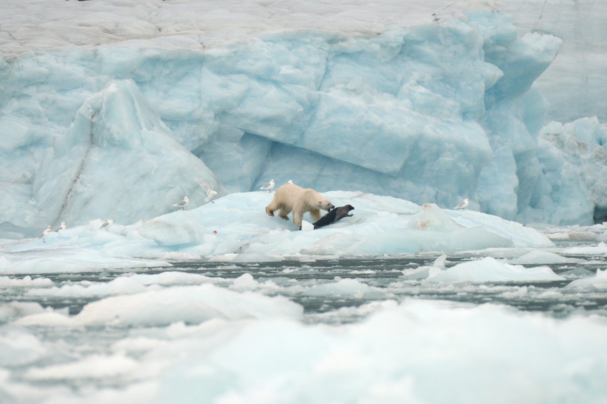 Polar bear on sea ice hunting a seal, Nunavut and Northwest Territories, Canada, North America