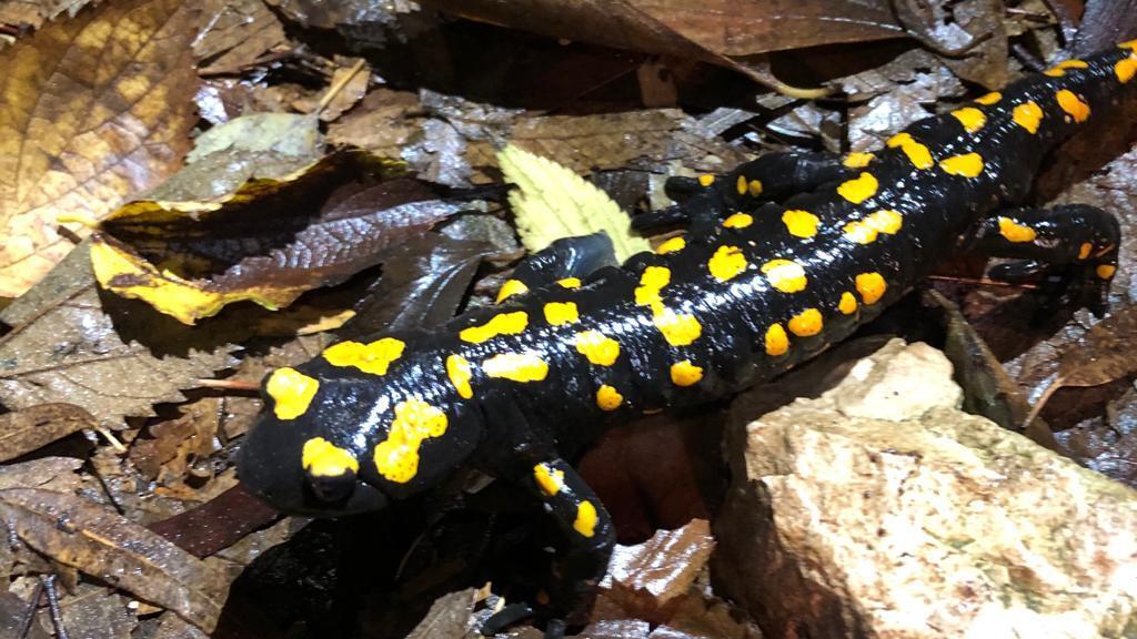 סלמנדרה בכרמל