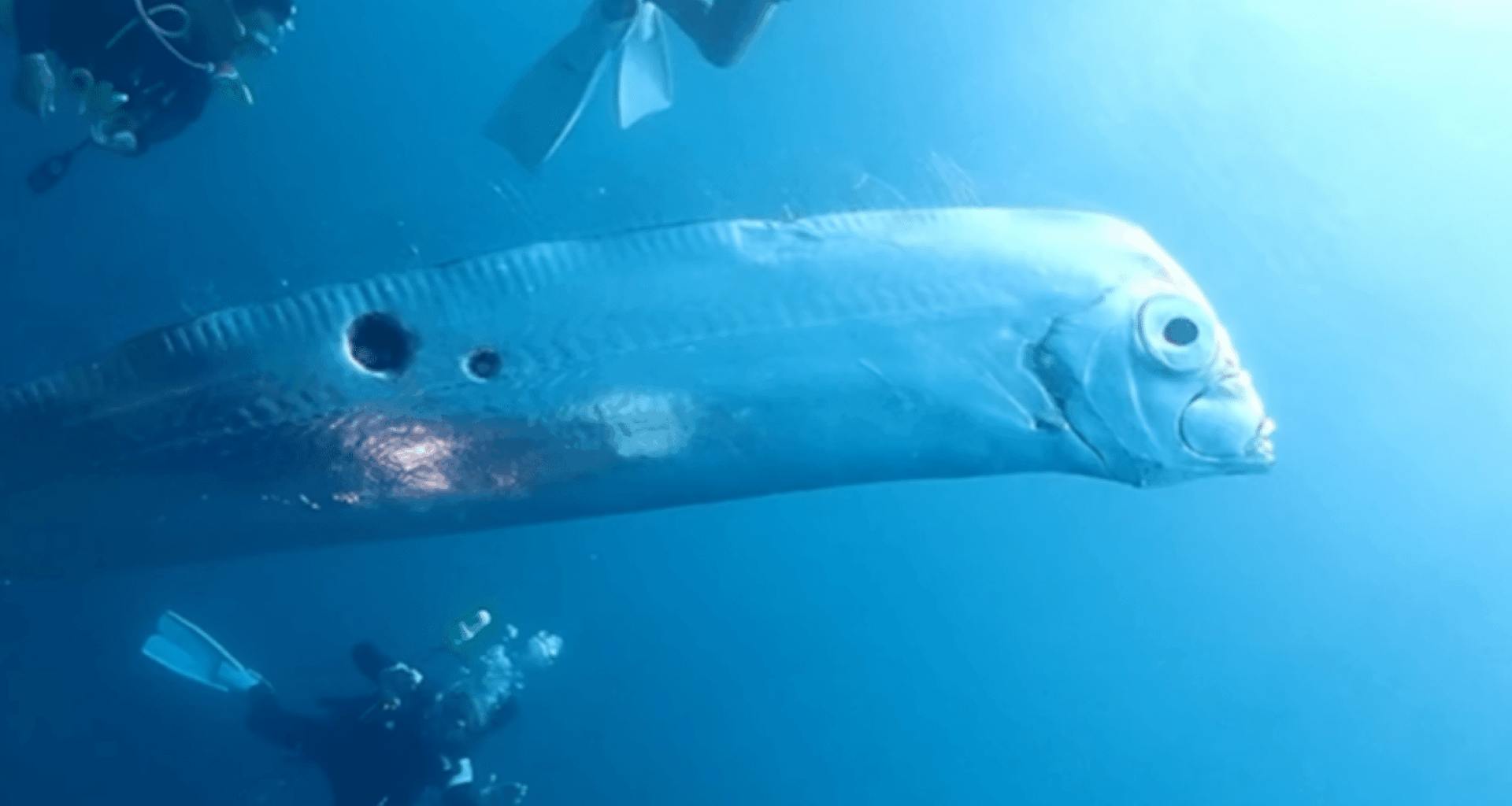 Rare 25 Foot Deep Sea Creature Mysteriously Appears Off Taiwan’s Coast