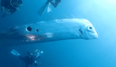 Rare 25 Foot Deep Sea Creature Mysteriously Appears Off Taiwan’s Coast
