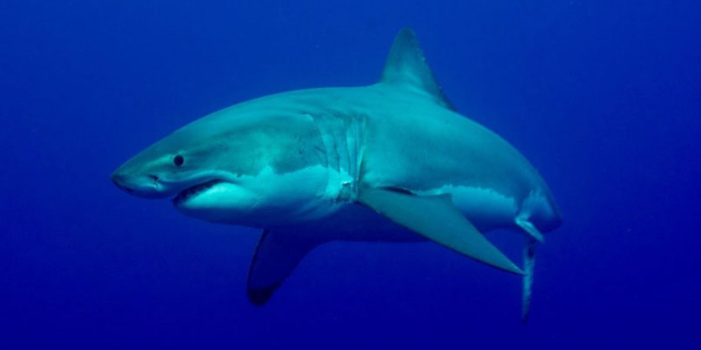 100th great white shark tagged off of Carolina Coast