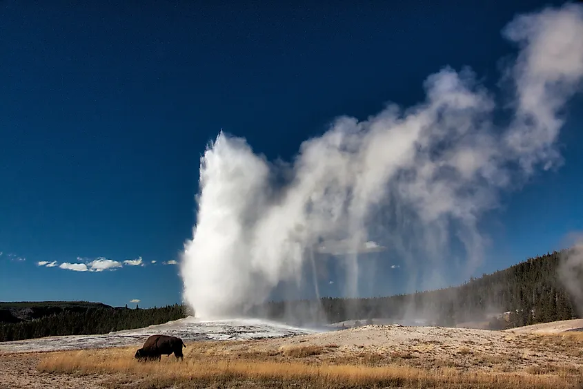 A bison in front of the Old Faithful in the Yellowstone National Park.