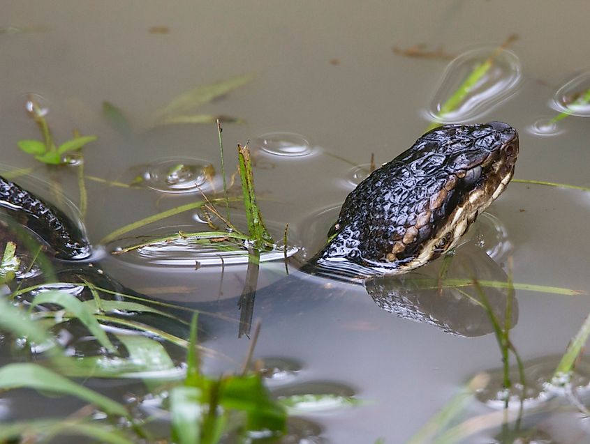  Cottonmouth Snake in water.