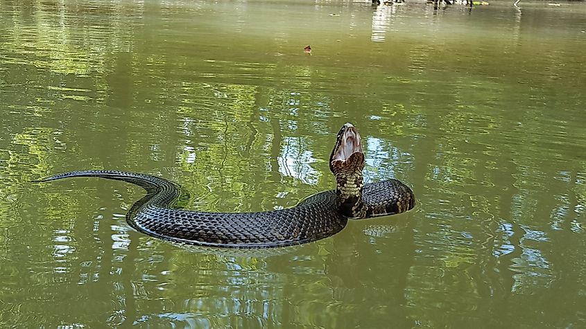 A water moccasin or cottonmouth.