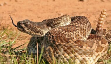 7 Snake Infested State Parks In The United States
