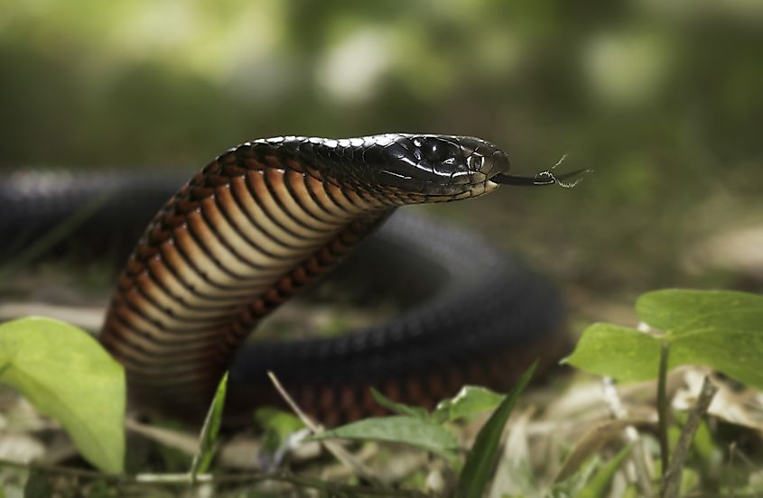 Red-bellied Black Snake