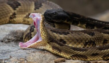 7 Snake Infested State Parks In North Carolina