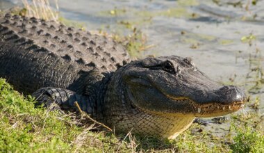 6 Most Alligator Filled Rivers In The United States