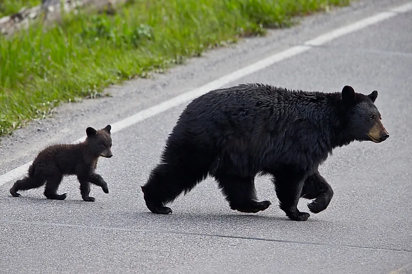 Black bear mother and cub crossing a road in Yellowstone National Park.