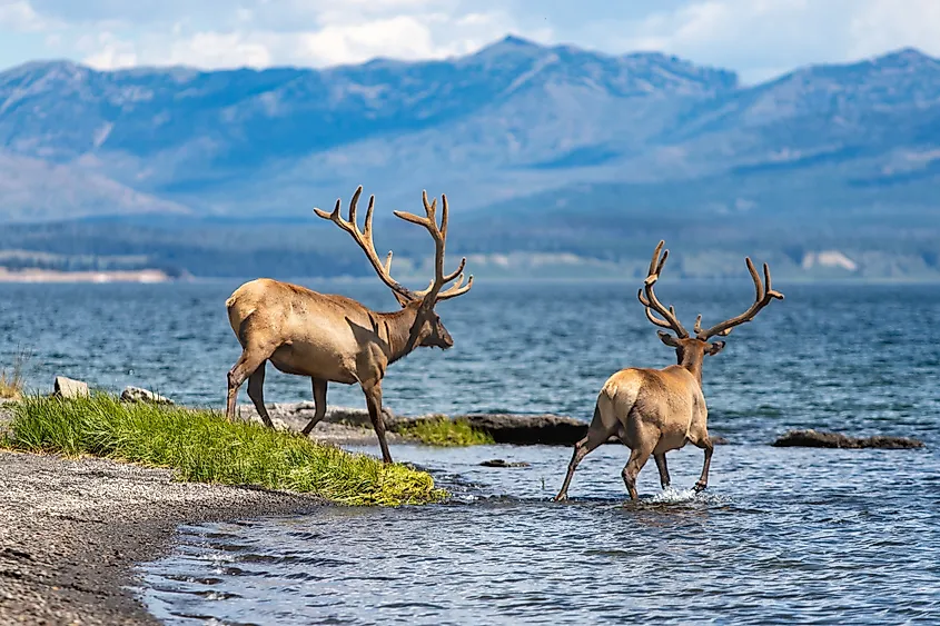 Elk along the shores of the Yellowstone Lake.