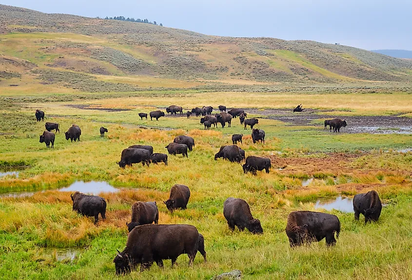 A herd of bison grazing in the Yellowstone National Park.