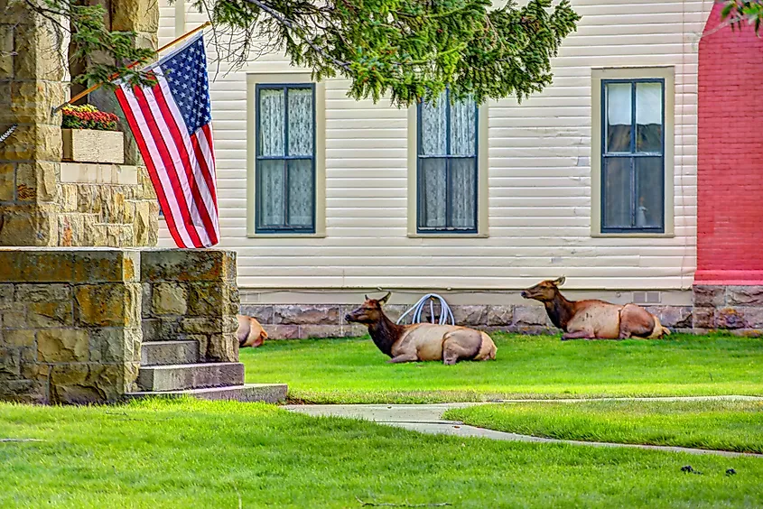 Wild Elk at Fort Yellowstone in Yellowstone National Park, Wyoming.