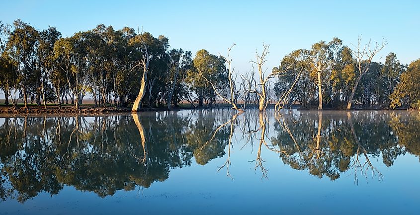 Reflections of trees along the Wimmera River at Horsham, Australia