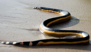 5 Most Snake-Filled Bodies Of Water In New Zealand