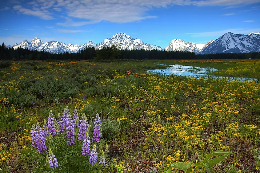 Wildflowers carpeting the floor of the Yellowstone National Park.