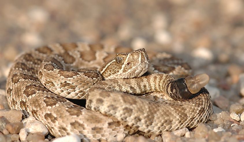 Prairie rattlesnake 