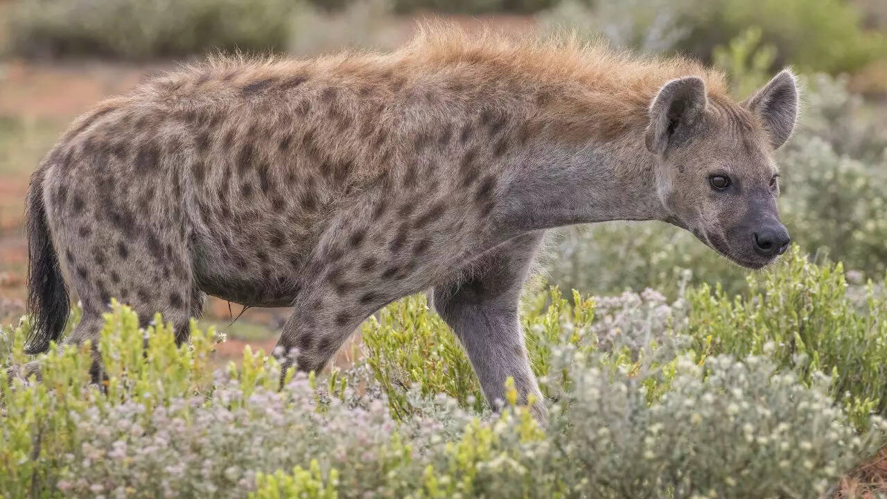 Spotted Hyenas