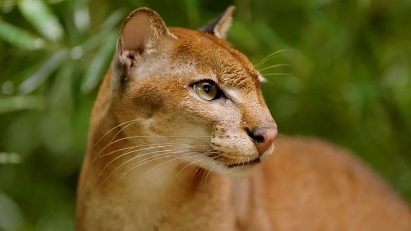 The conservationist saving the African golden cat from the ‘edge of extinction’