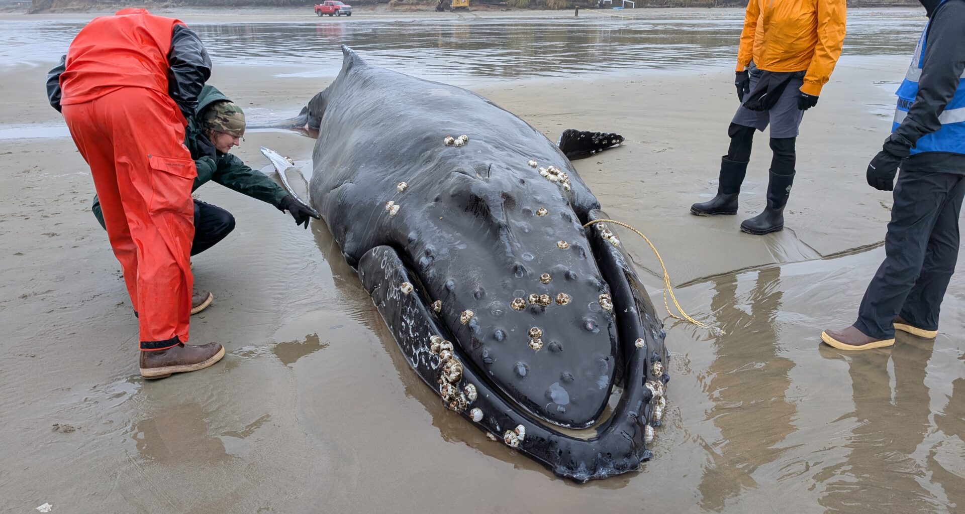Experts Euthanize Oregon Humpback Whale After Unsuccessful Attempt to Free it from Beach