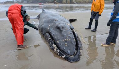 Experts Euthanize Oregon Humpback Whale After Unsuccessful Attempt to Free it from Beach