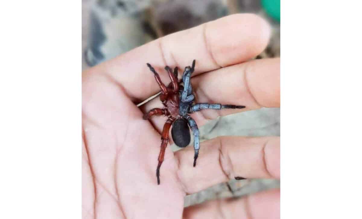 This Spider Is Female On One Side And Male On The Other Due To A Phenomenon Called Gynandromorphism