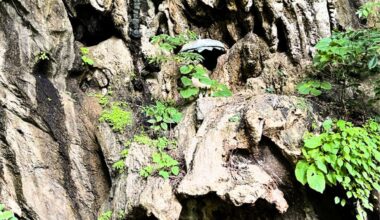 This Tiny, Armored Creature Lived In Total Darkness For Centuries