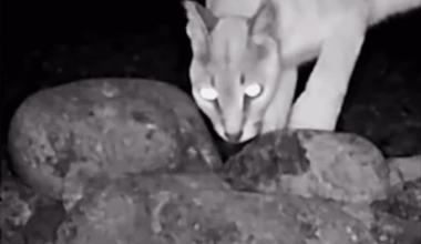 Trail Cameras Capture Rare Nocturnal Creature For The First Time In Decades