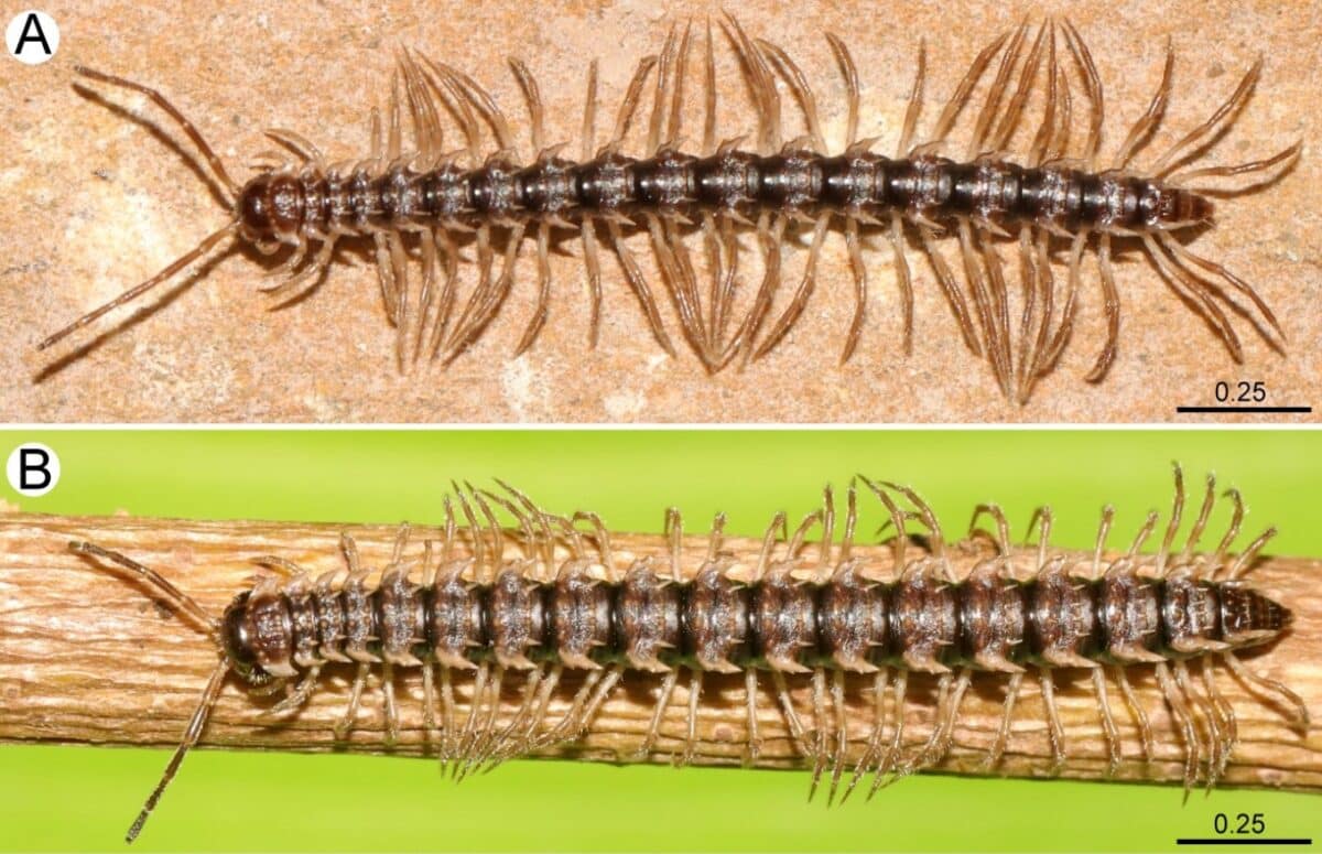 Two Desmoxytes Chaofa, Or Princess Dragon Millipedes. Photos From Ruttapon Srisonchai Via Srisonchai, Srikampha, Benchapong And Panha
