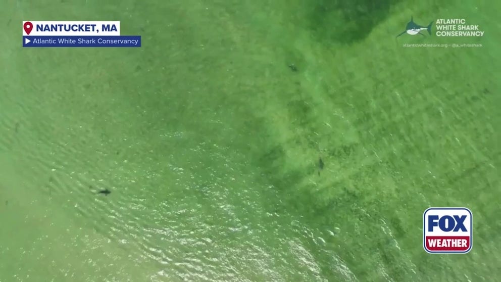  A new study from the Atlantic White Shark Conservancy reveals video from July 2023 in what is believed to be the first direct observation of dusky sharks preying on seals.
