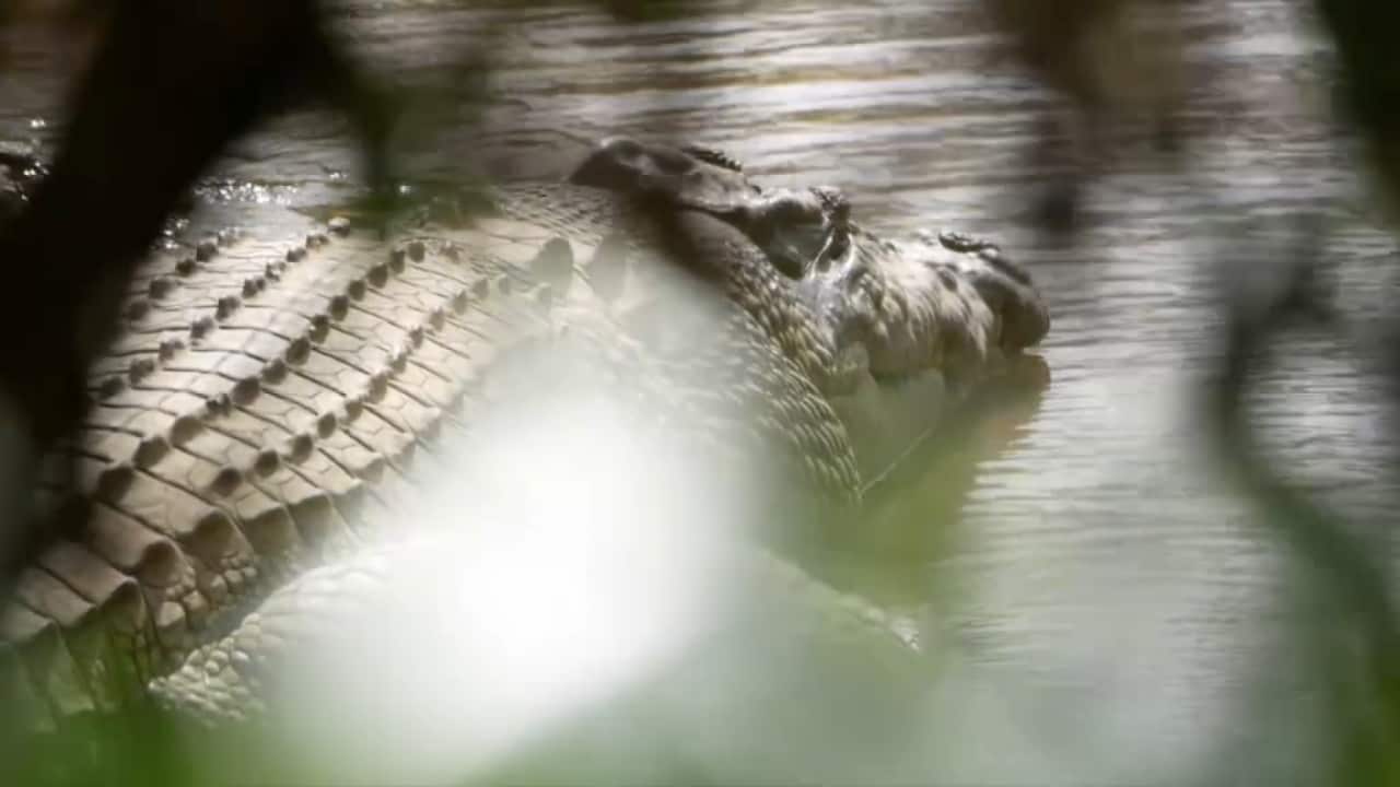 A picture of a large crocodile on the surface of water.