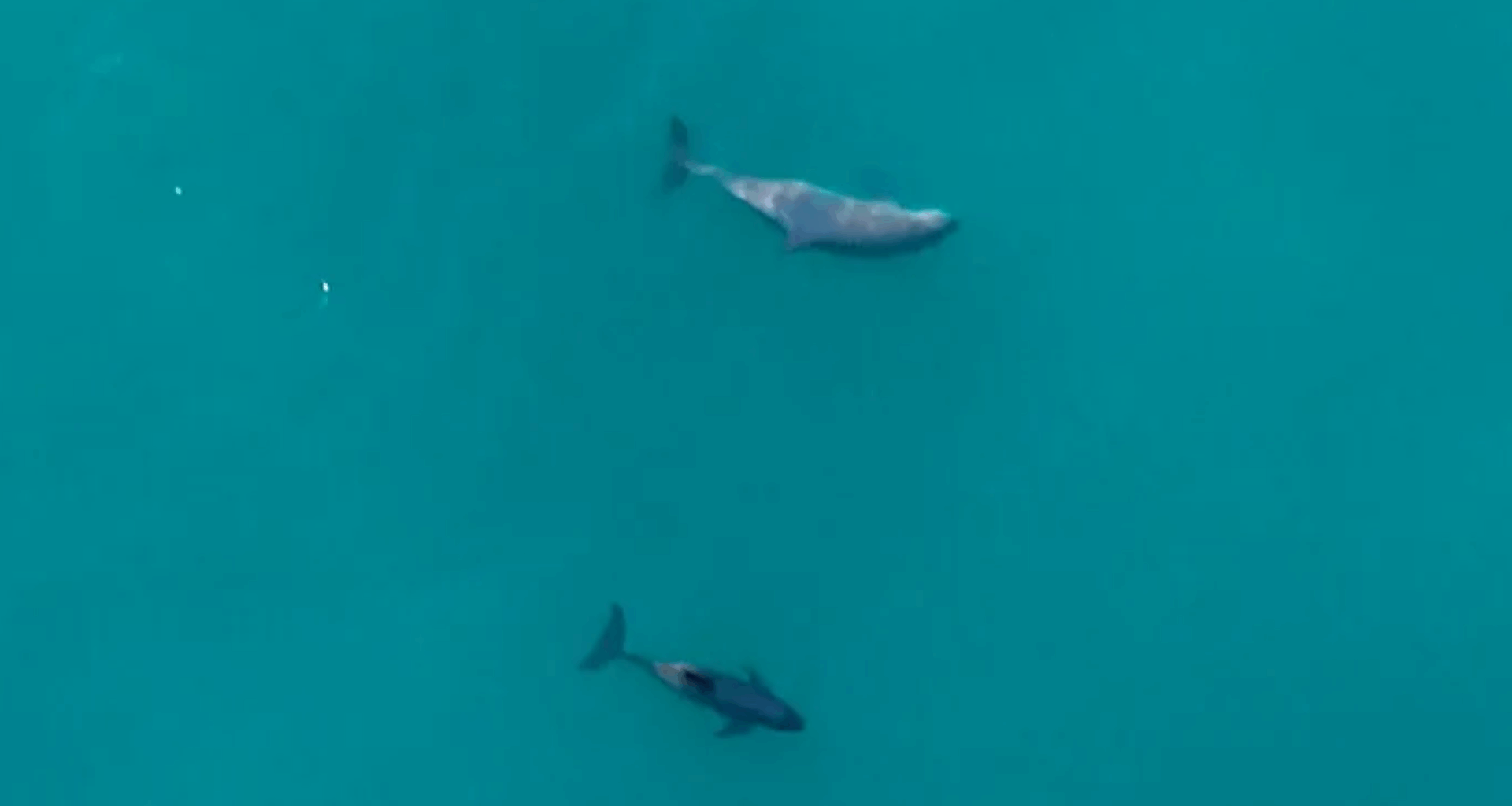 World’s Rarest Marine Mammal Spotted With Newborn Calves In Mexico