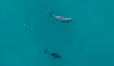 World’s Rarest Marine Mammal Spotted With Newborn Calves In Mexico