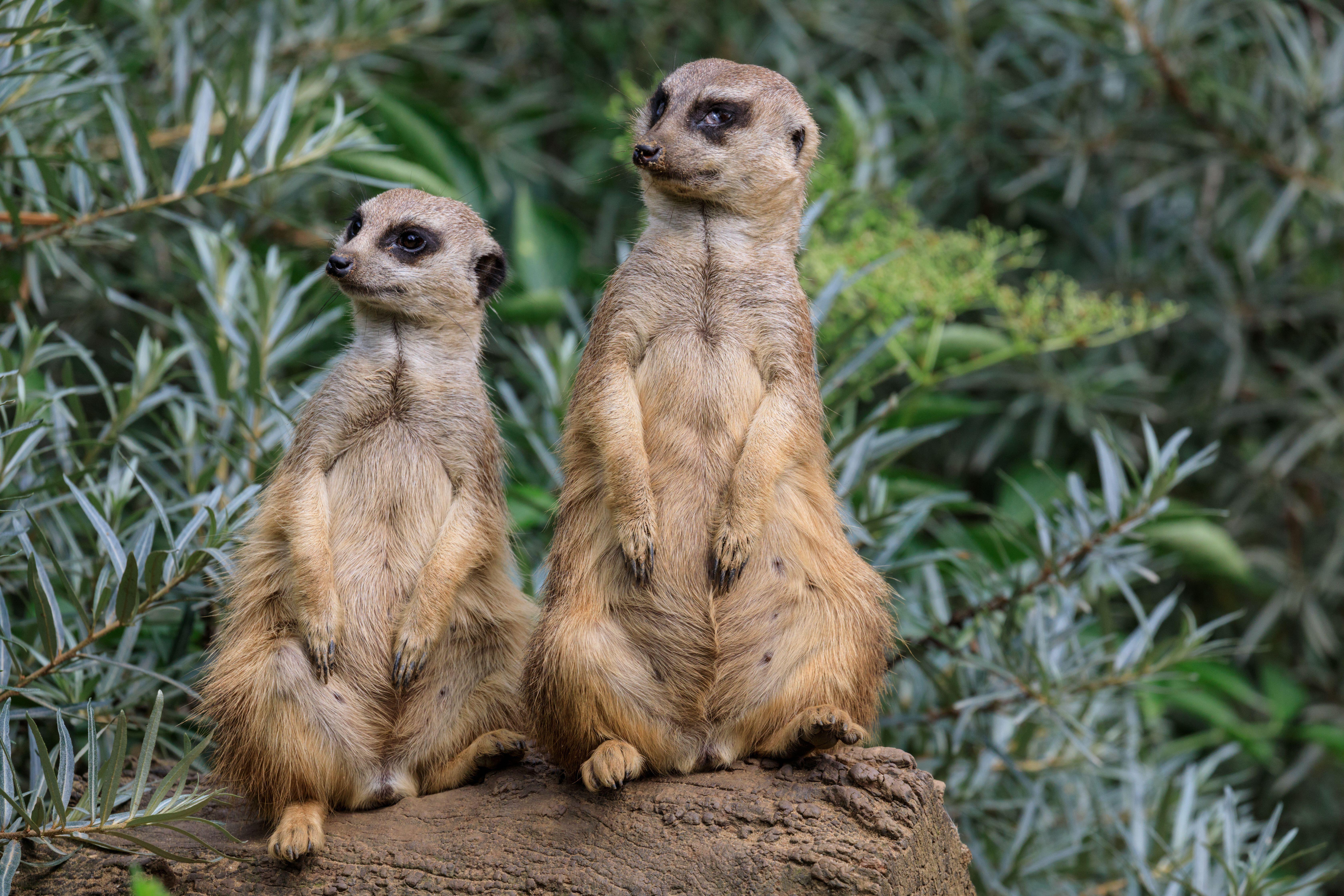 Two meerkats standing on a rock.