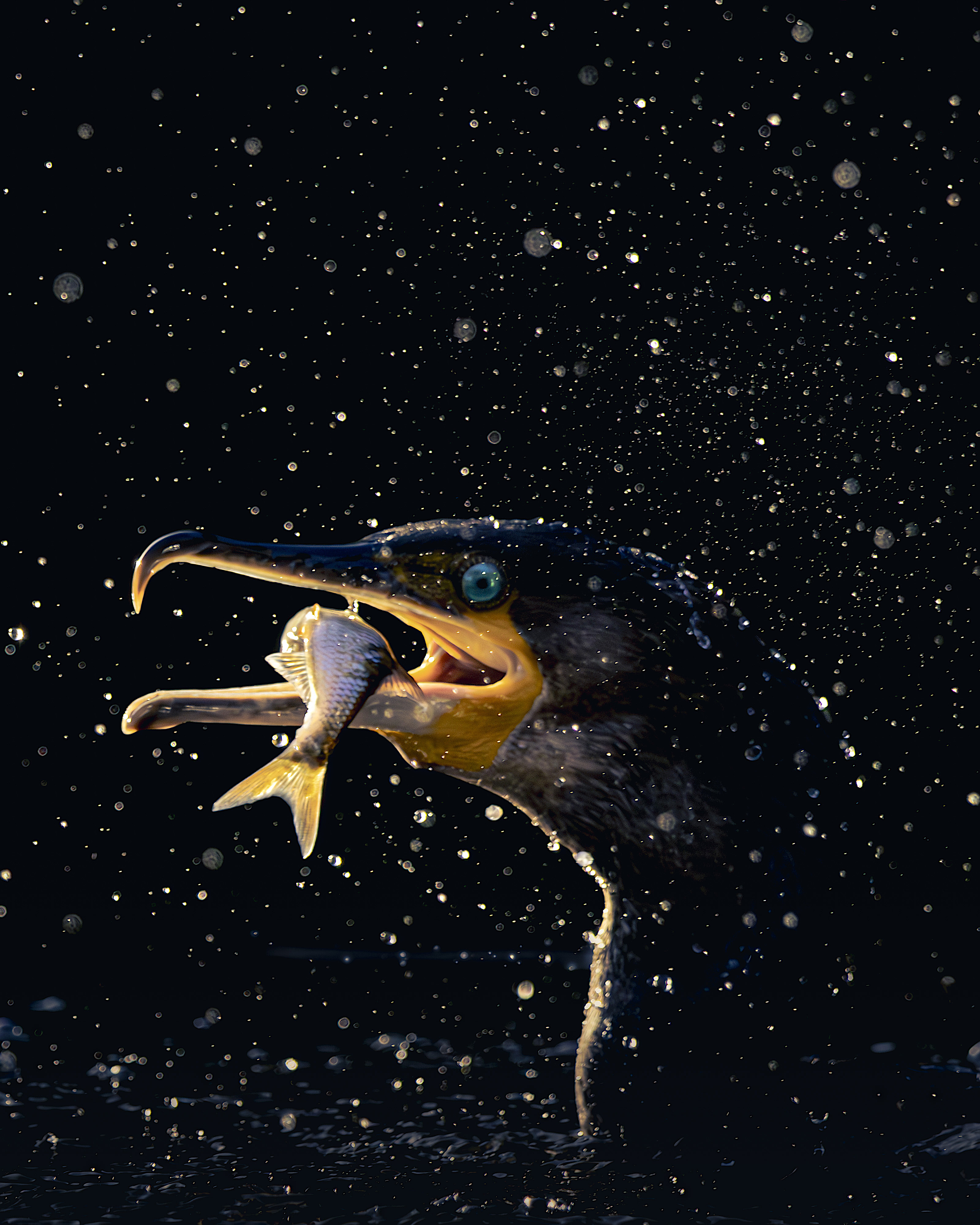 A cormorant with a fish in its beak, surrounded by water droplets against a dark background.